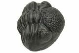 Wide, Perfectly Enrolled Pedinopariops Trilobite #229833-1